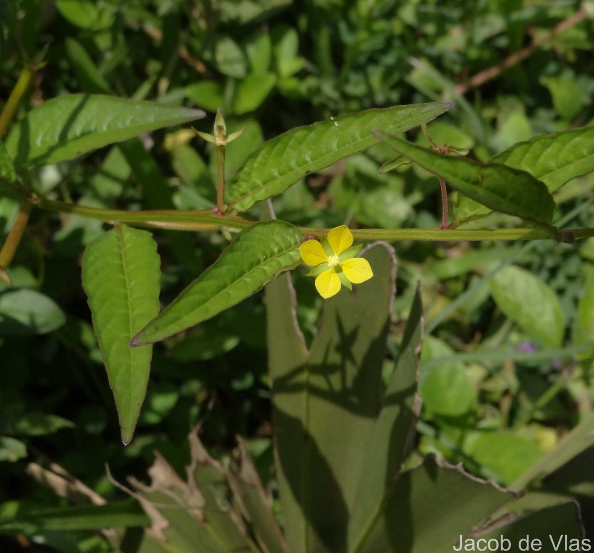 Ludwigia hyssopifolia (G.Don) Exell